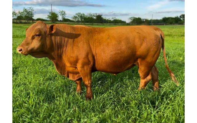 SEMEN Bull 1942