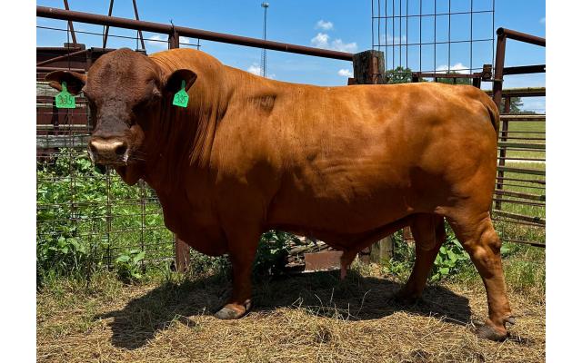 REFERENCE SIRE 325