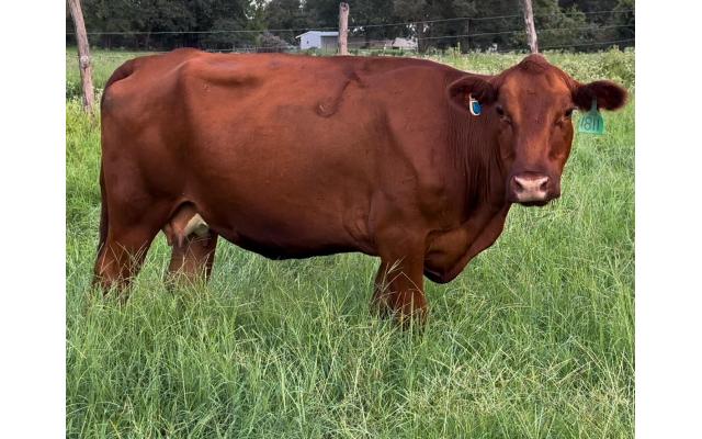 Lot # 6 Bred Cow 1811 75% South Poll (Reg #47230)