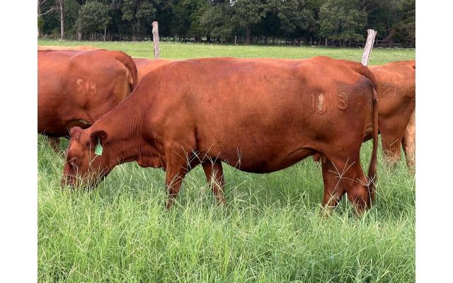 Lot # 7 Bred Cow 1813 75% South Poll (Reg # 41704)