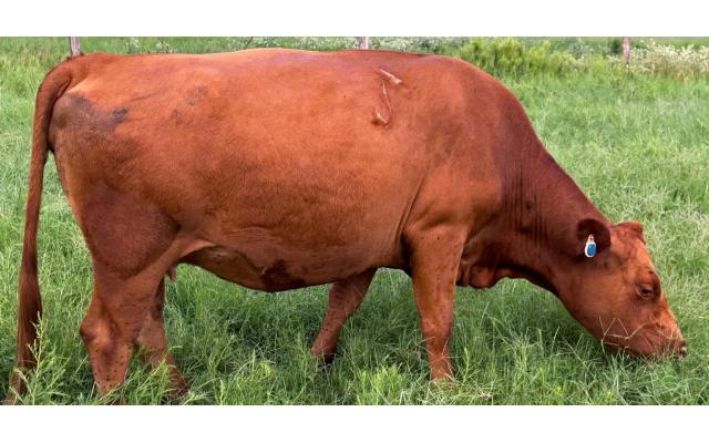 Lot # 8 Bred Cow 1920 50% South Poll (Reg #43888)
